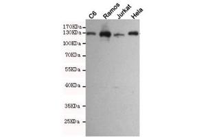 Western blot testing of rat C6 and human Ramos, Jurkat and HeLa cell lysates using JAK1 antibody at 1:1000. (JAK1 antibody)