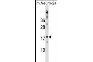 RPL30 Antibody (N-term) (ABIN1881761 and ABIN2838833) western blot analysis in mouse Neuro-2a cell line lysates (35 μg/lane). (RPL30 antibody  (N-Term))