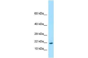WB Suggested Anti-Rpl26 Antibody Titration: 1. (RPL26 antibody  (Middle Region))