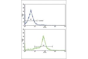 Flow Cytometry (FACS) image for anti-Growth Differentiation Factor 6 (GDF6) antibody (ABIN3003243) (GDF6 antibody)