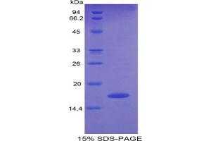 SDS-PAGE of Protein Standard from the Kit (Highly purified E. (Pleiotrophin ELISA Kit)