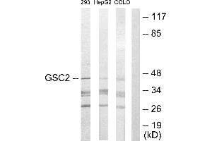Western blot analysis of extracts from 293 cells, HepG2 cells and COLO205 cells, using GSC2 antibody. (GSC2 antibody  (Internal Region))