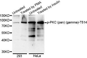 Western blot analysis of extracts of various cell lines, using Phospho-PKC (pan) (gamma)-T514 antibody.