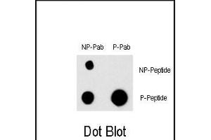 Dot blot analysis of Phospho-EGFR- Antibody (ABIN1881284 and ABIN2850455) and EGFR Non Phospho-specific Pab on nitrocellulose membrane. (EGFR antibody  (pTyr998))