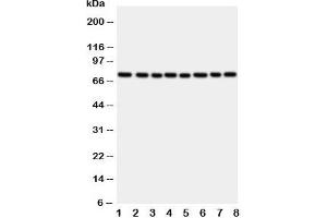 Western blot testing of CYPOR antibody and rat samples: 1. (POR antibody  (C-Term))
