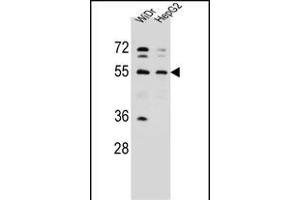 NARS Antibody (N-term) (ABIN655041 and ABIN2844672) western blot analysis in WiDr,HepG2 cell line lysates (35 μg/lane). (NARS antibody  (N-Term))
