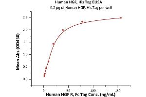 Hepatocyte Growth Factor (Hepapoietin A, Scatter Factor) (HGF) (AA 32-728) (Active) protein (His tag)
