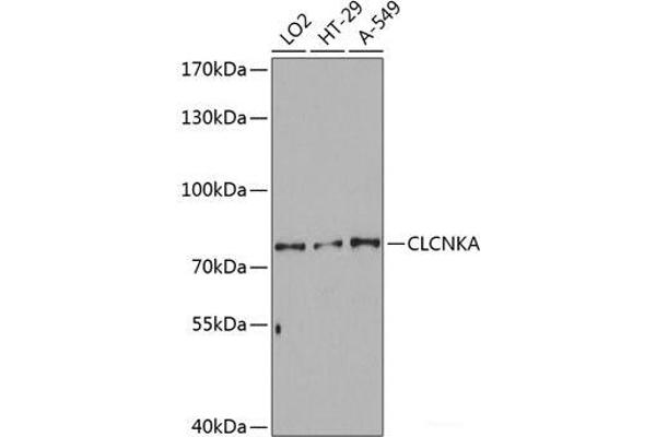 CLCNKA 抗体