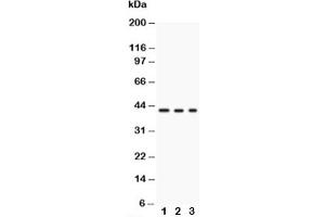 Western blot testing of GAP43 antibody and Lane 1:  U87