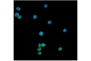 IF analysis of Peroxiredoxin 1 using anti-Peroxiredoxin 1 antibody (ABIN3043903). (Peroxiredoxin 1 antibody  (Middle Region))