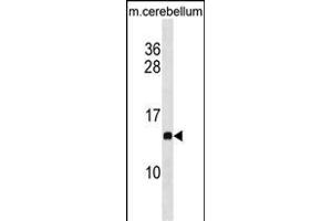PFDN2 Antibody (C-term) (ABIN1881647 and ABIN2838661) western blot analysis in mouse cerebellum tissue lysates (35 μg/lane). (PFDN2 antibody  (C-Term))