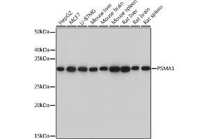 Western blot analysis of extracts of various cell lines, using PSM Rabbit mAb (ABIN7269599) at 1:1000 dilution.