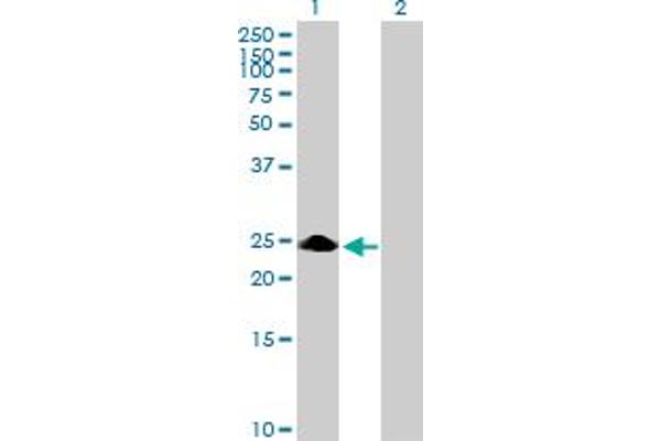 ZNF486 antibody  (AA 1-216)