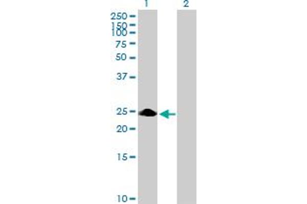 ZNF486 antibody  (AA 1-216)