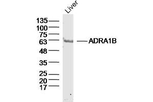 Mouse Liver lysates probed with ADRA1B Polyclonal Antibody, Unconjugated  at 1:300 dilution and 4˚C overnight incubation. (ADRA1B antibody  (AA 1-100))