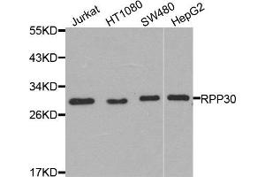 Western blot analysis of extracts of various cells, using RPP30 antibody. (RPP30 antibody)