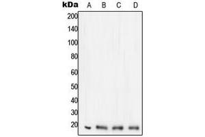 Western blot analysis of STMN1 expression in HeLa (A), Jurkat (B), SHSY5Y (C), PC12 (D) whole cell lysates.