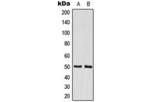 Western blot analysis of CstF-50 expression in A549 (A), MCF7 (B) whole cell lysates. (CSTF1 antibody  (N-Term))