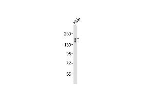 Anti-RGEF1 Antibody (Center)at 1:2000 dilution + Hela whole cell lysates Lysates/proteins at 20 μg per lane. (GRF2 antibody  (AA 536-569))