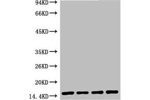 Western blot analysis of 1) Hela, 2) Raw, 3) Mouse Brain Tissue, 4) Rat Brain Tissue, diluted at 1:5000. (Histone 3 antibody)