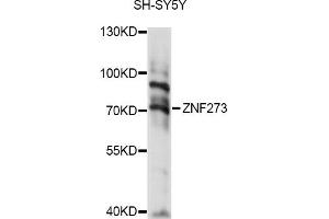 Western blot analysis of extracts of SH-SY5Y cells, using ZNF273 antibody (ABIN6294109) at 1:1000 dilution. (ZNF273 antibody)