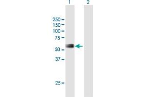 Western Blot analysis of RMI1 expression in transfected 293T cell line by RMI1 MaxPab polyclonal antibody.