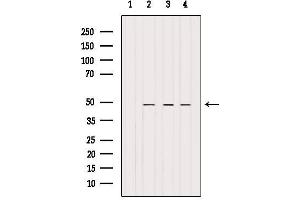 Western blot analysis of extracts from various samples, using BRE Antibody. (BRE antibody  (C-Term))
