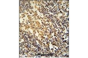 TNFAIP2 Antibody (Center) (ABIN390522 and ABIN2840874) immunohistochemistry analysis in formalin fixed and paraffin embedded human lymphnode followed by peroxidase conjugation of the secondary antibody and DAB staining. (TNFAIP2 antibody  (AA 456-484))
