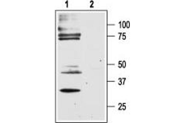 F2RL1 antibody  (C-Term, Intracellular)