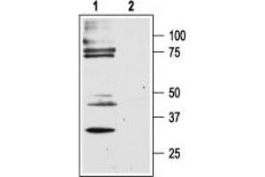 Western blot analysis of rat dorsal root ganglion lysates: - 1. (F2RL1 antibody  (C-Term, Intracellular))