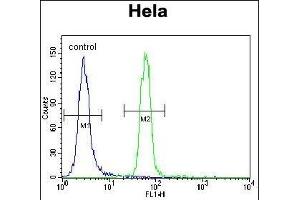 Presenilin 1 (PSEN1) Antibody (C-term) (ABIN390169 and ABIN2840665) flow cytometric analysis of Hela cells (right histogram) compared to a negative control cell (left histogram). (Presenilin 1 antibody  (C-Term))