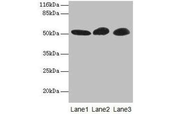 GDI2 antibody  (AA 1-445)