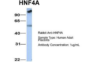 Host: Rabbit  Target Name: HNF4A  Sample Tissue: Human Adult Placenta  Antibody Dilution: 1. (HNF4A antibody  (N-Term))
