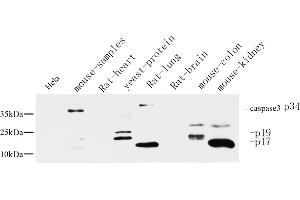 anti-Caspase 3 p17 (AA 100-180), (Cleaved-Asp175) antibody
