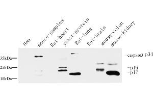 Western Blot analysis of Hela (1), mouse samples (2), rat heart (3), yeast protein (4), rat lung (5), rat brain (6), mouse colon (7), mouse kidney (8), diluted at 1:5000. (Caspase 3 p17 (AA 100-180), (Cleaved-Asp175) antibody)