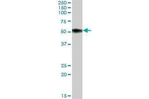 SLAMF6 MaxPab polyclonal antibody. (SLAMF6 antibody  (AA 1-271))