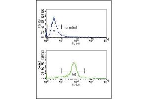 Flow cytometry analysis of K562 cells (bottom histogram) compared to a negative control cell (top histogram). (CACNA2D1 antibody  (N-Term))