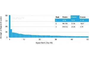Analysis of Protein Array containing more than 19,000 full-length human proteins using CD73 Mouse Recombinant Monoclonal Antibody (NT5E/2503) Z- and S- Score: The Z-score represents the strength of a signal that a monoclonal antibody (MAb) (in combination with a fluorescently-tagged anti-IgG secondary antibody) produces when binding to a particular protein on the HuProtTM array. (CD73 antibody)
