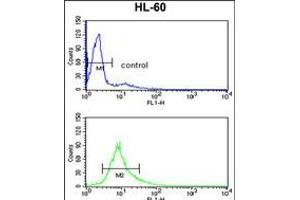 Flow cytometry analysis of HL-60 cells (bottom histogram) compared to a negative control cell (top histogram). (PSME2 antibody  (C-Term))