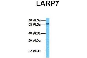 Host:  Rabbit  Target Name:  L Sample Tissue:  Human Hela  Antibody Dilution:  1. (LARP7 antibody  (C-Term))