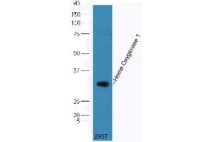 293T cell lysate probed (ABIN677273) at 1:300 overnight in 4 °C. (Heme Oxygenase 1, Heme Oxygenase 2 (AA 101-200) antibody)
