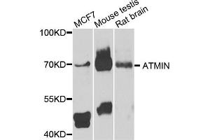 Western blot analysis of extracts of various cells, using ATMIN antibody. (ATM Interactor antibody)