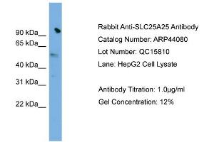 WB Suggested Anti-SLC25A25  Antibody Titration: 0.