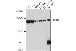 CLOCK antibody