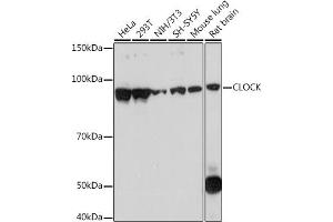 Western blot analysis of extracts of various cell lines, using CLOCK Rabbit mAb (ABIN7266414) at 1:1000 dilution.