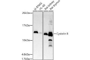 Western blot analysis of extracts of various cell lines, using Cystatin B antibody (ABIN7266617) at 1:500 dilution. (CSTB antibody)