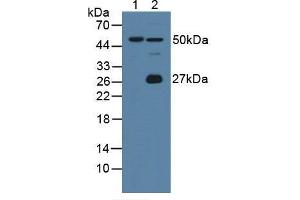 Figure. (Intrinsic Factor antibody  (AA 31-288))