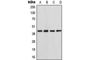 Western blot analysis of Podocin expression in HepG2 (A), HeLa (B), NIH3T3 (C), PC12 (D) whole cell lysates. (Podocin antibody  (N-Term))
