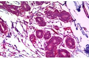 Anti-MAPK8 / JNK1 antibody IHC staining of human breast. (JNK antibody)