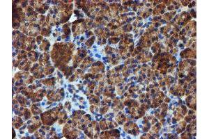 Image no. 3 for anti-Iduronate 2-Sulfatase (IDS) antibody (ABIN1498797) (IDS antibody)